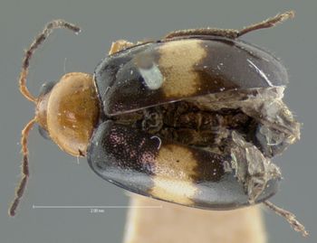 Media type: image; Entomology 18446   Aspect: habitus dorsal view